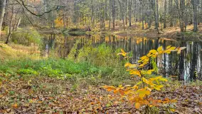 Jesień w lesie miejskim w Giżycku, listopad 2025 r. - zdjęcie 35