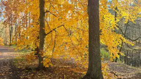 Jesień w lesie miejskim w Giżycku, listopad 2025 r. - zdjęcie 20