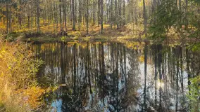 Jesień w lesie miejskim w Giżycku, listopad 2025 r. - zdjęcie 56