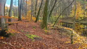 Jesień w lesie miejskim w Giżycku, listopad 2025 r. - zdjęcie 49