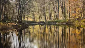 Jesień w lesie miejskim w Giżycku, listopad 2025 r. - zdjęcie 46