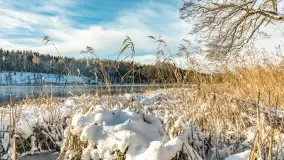 Zima w Łabędzim Ostrowiu w Pięknej Górze, Grudzień 2025 r. - zdjęcie 30