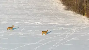 Sarny na mazurskich polach złapane w kadr z drona, styczeń 2026 r. - zdjęcie 12