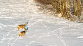 Sarny na mazurskich polach złapane w kadr z drona, styczeń 2026 r. - zdjęcie 16