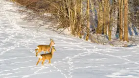 Sarny na mazurskich polach złapane w kadr z drona, styczeń 2026 r. - zdjęcie 6