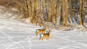 Sarny na mazurskich polach złapane w kadr z drona, styczeń 2026 r. - zdjęcie 9