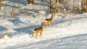 Sarny na mazurskich polach złapane w kadr z drona, styczeń 2026 r. - zdjęcie 14