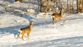 Sarny na mazurskich polach złapane w kadr z drona, styczeń 2026 r. - zdjęcie 11