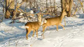 Sarny na mazurskich polach złapane w kadr z drona, styczeń 2026 r. - zdjęcie 2