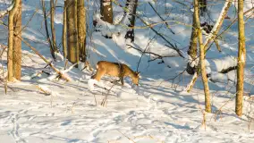 Sarny na mazurskich polach złapane w kadr z drona, styczeń 2026 r. - zdjęcie 15