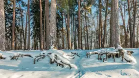 Wschodni brzeg jeziora Gołdopiwo, styczeń 2026 r. - zdjęcie 3