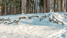 Wschodni brzeg jeziora Gołdopiwo, styczeń 2026 r. - zdjęcie 29