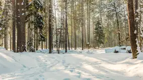 Wschodni brzeg jeziora Gołdopiwo, styczeń 2026 r. - zdjęcie 8