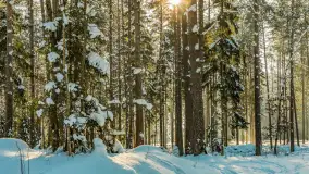 Wschodni brzeg jeziora Gołdopiwo, styczeń 2026 r. - zdjęcie 17