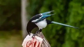 Zdjęcia: Miłośnicy Mazur - Zwykłe, czy niezwykłe... życie - zdjęcie 34