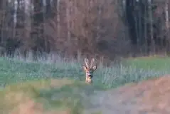 Zdjęcia: Miłośnicy Mazur - zobacz piękno niesamowitej mazurskiej przyrody - zdjęcie 54