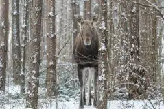 Zdjęcia: Miłośnicy Mazur - zobacz piękno niesamowitej mazurskiej przyrody - zdjęcie 52