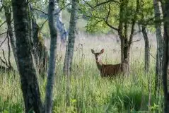 Zdjęcia: Miłośnicy Mazur - zobacz piękno niesamowitej mazurskiej przyrody - zdjęcie 49