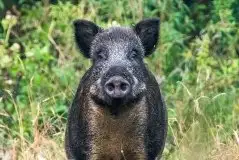 Zdjęcia: Miłośnicy Mazur - zobacz piękno niesamowitej mazurskiej przyrody - zdjęcie 39