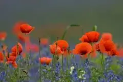 Zdjęcia: Miłośnicy Mazur - zobacz piękno niesamowitej mazurskiej przyrody - zdjęcie 15