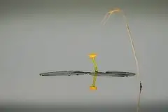 Zdjęcia: Miłośnicy Mazur - zobacz piękno niesamowitej mazurskiej przyrody - zdjęcie 7