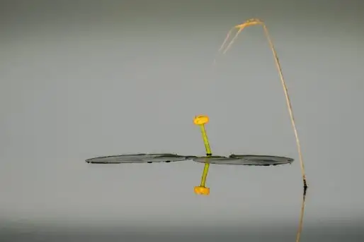 Zdjęcia: Miłośnicy Mazur - zobacz piękno niesamowitej mazurskiej przyrody - zdjęcie 7