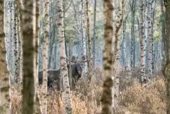 Ssak z rodziny jeleniowatych na zdjęciach Jana Olchówki - zdjęcie 46