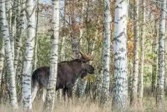 Ssak z rodziny jeleniowatych na zdjęciach Jana Olchówki - zdjęcie 30