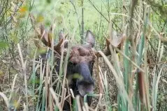 Ssak z rodziny jeleniowatych na zdjęciach Jana Olchówki - zdjęcie 28