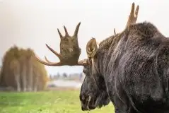 Ssak z rodziny jeleniowatych na zdjęciach Jana Olchówki - zdjęcie 27