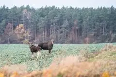 Ssak z rodziny jeleniowatych na zdjęciach Jana Olchówki - zdjęcie 25