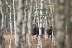 Ssak z rodziny jeleniowatych na zdjęciach Jana Olchówki - zdjęcie 22