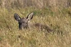 Ssak z rodziny jeleniowatych na zdjęciach Jana Olchówki - zdjęcie 16