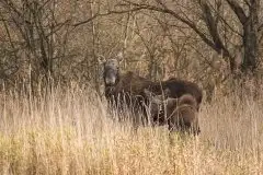 Ssak z rodziny jeleniowatych na zdjęciach Jana Olchówki - zdjęcie 15