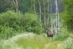 Ssak z rodziny jeleniowatych na zdjęciach Jana Olchówki - zdjęcie 12