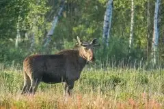 Ssak z rodziny jeleniowatych na zdjęciach Jana Olchówki - zdjęcie 9