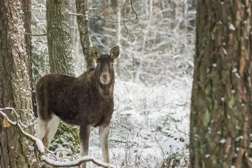 Ssak z rodziny jeleniowatych na zdjęciach Jana Olchówki - zdjęcie 7