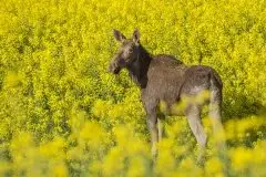 Ssak z rodziny jeleniowatych na zdjęciach Jana Olchówki - zdjęcie 5
