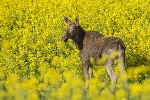 Ssak z rodziny jeleniowatych na zdjęciach Jana Olchówki - zdjęcie 5