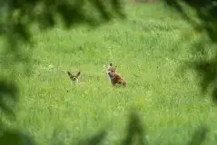 Lisy na Mazurach - zdjęcie 89