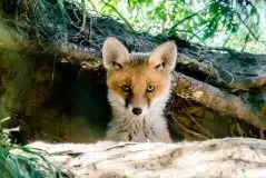 Lisy na Mazurach - zdjęcie 86