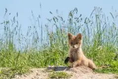 Lisy na Mazurach - zdjęcie 81