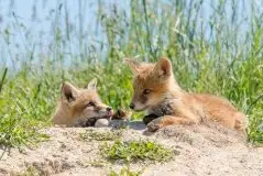 Lisy na Mazurach - zdjęcie 76