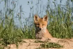 Lisy na Mazurach - zdjęcie 65