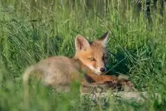 Lisy na Mazurach - zdjęcie 62