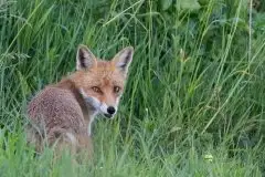 Lisy na Mazurach - zdjęcie 60