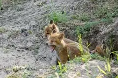 Lisy na Mazurach - zdjęcie 50