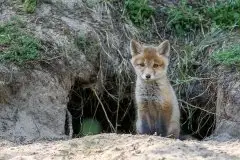 Lisy na Mazurach - zdjęcie 42