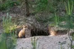 Lisy na Mazurach - zdjęcie 38