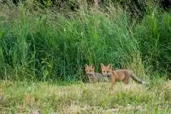 Lisy na Mazurach - zdjęcie 32